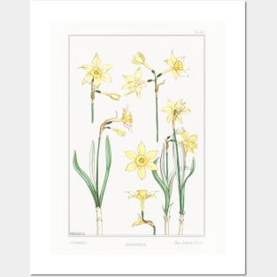 Jonquil (1896) Posters and Art